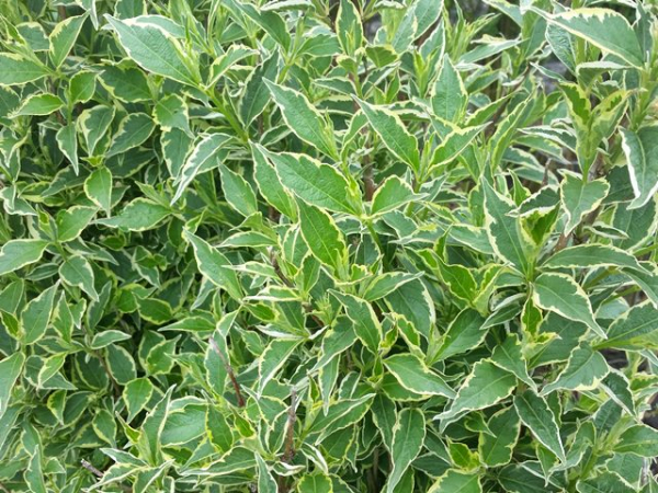Weigela florida Nana Variegata Blatt